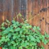 green plant on wooden door of traditional house in ancient village