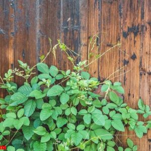 green plant on wooden door of traditional house in ancient village