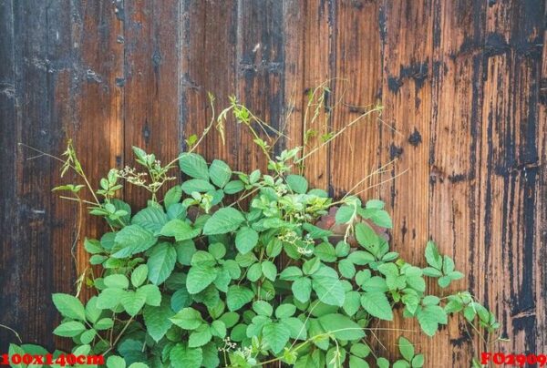 green plant on wooden door of traditional house in ancient village