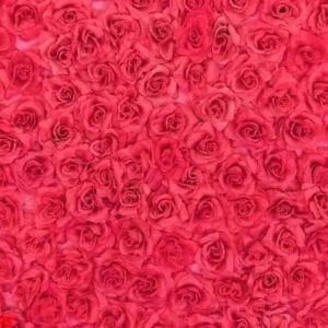 roses background