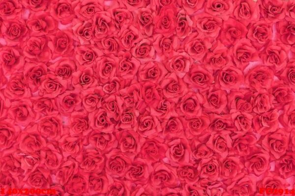 roses background