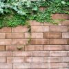 old texture brick wall, background, detailed pattern covered in ivy .nature idea