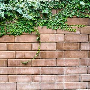 old texture brick wall, background, detailed pattern covered in ivy .nature idea