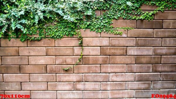 old texture brick wall, background, detailed pattern covered in ivy .nature idea