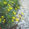 small yellow wild flowers blooming waterfront