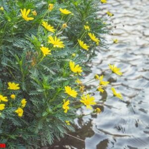 small yellow wild flowers blooming waterfront