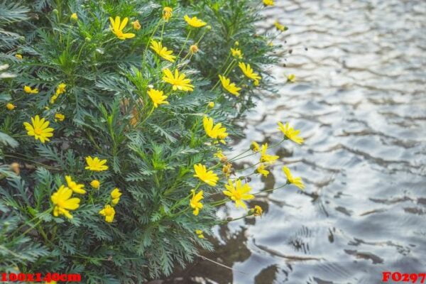 small yellow wild flowers blooming waterfront