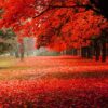 red autumn in the park