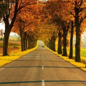 road running through tree alley. autumn