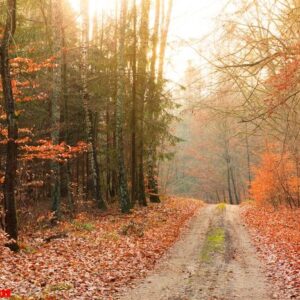 country road in the forest on sunny day