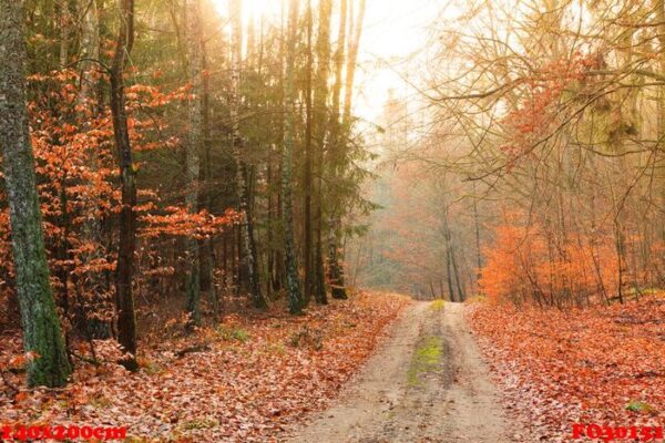 country road in the forest on sunny day