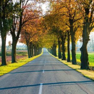 road running through tree alley. autumn