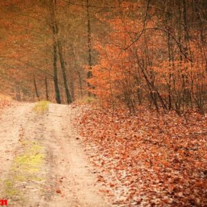 country road in the forest on sunny day