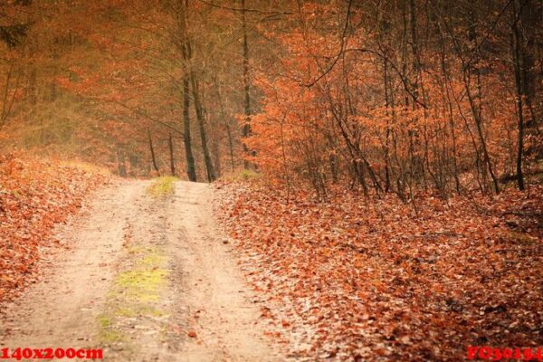 country road in the forest on sunny day