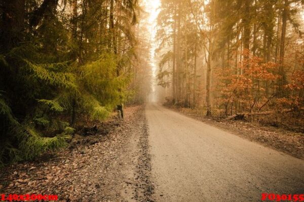 pathway through the misty autumn forest