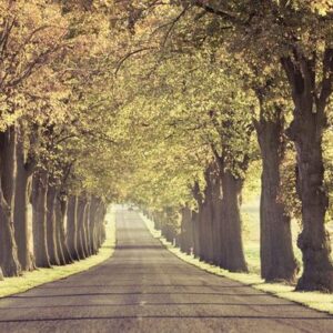 road running through tree alley.