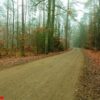 pathway through the misty autumn forest