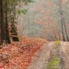 country road in the forest on sunny day