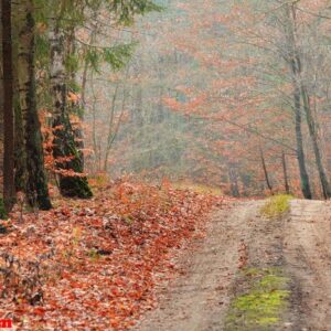 country road in the forest on sunny day