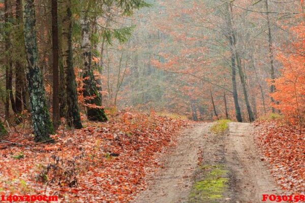 country road in the forest on sunny day