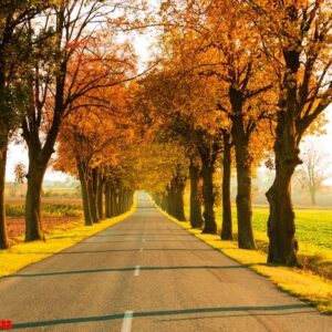 road running through tree alley. autumn