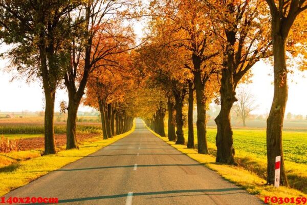 road running through tree alley. autumn