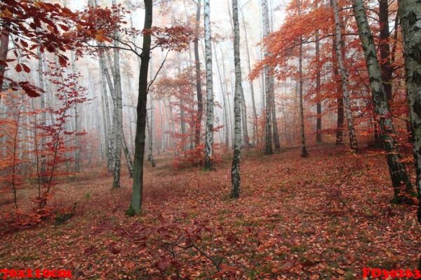 autumn red park