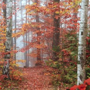 autumn red park