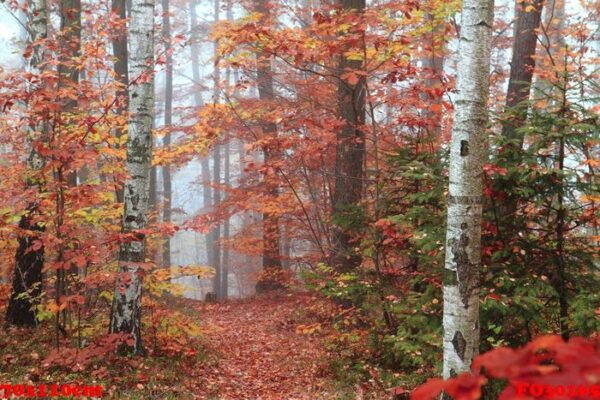 autumn red park