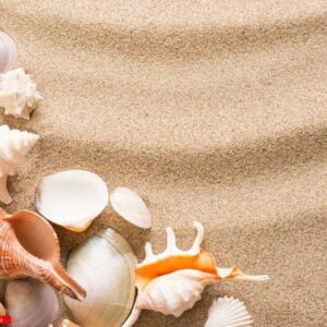 seashell on the beach. summer background with hot sand