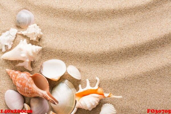 seashell on the beach. summer background with hot sand