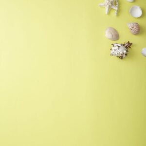 shellfish summer concept yellow background space for text