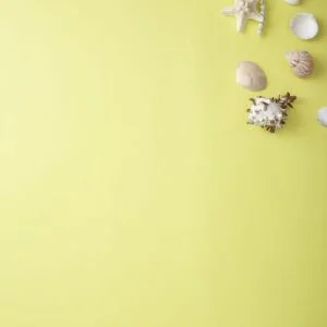 shellfish summer concept yellow background space for text
