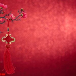 chinese new year's decoration flowers plum blossoming with chinese knot on red bokeh background