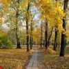 autumn landscape a park with fallen leaves and heaps