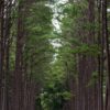 pine forest at bor keaw public park, chiang mai, thailand