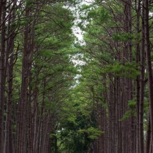 pine forest at bor keaw public park, chiang mai, thailand