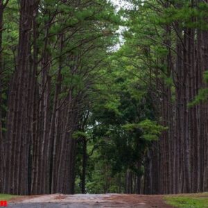 pine forest at bor keaw public park, chiang mai, thailand