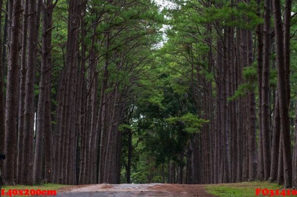 pine forest at bor keaw public park, chiang mai, thailand