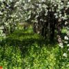 blooming apple tree