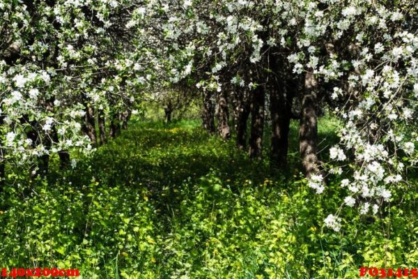 blooming apple tree