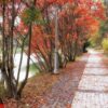 autumn park trail landscape