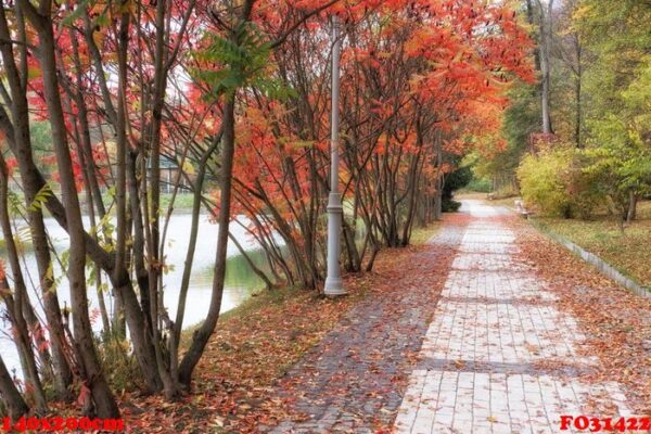 autumn park trail landscape