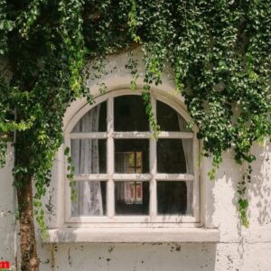 old window with green plant cover and wall background