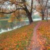 colorful autumn park. autumn trees with yellow leaves in the autumn park. belgorod. russia.