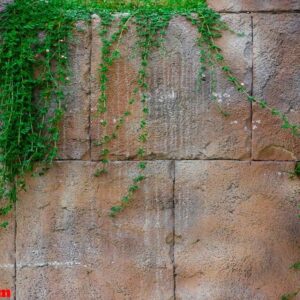 stone wall with beautiful white and green flowers.