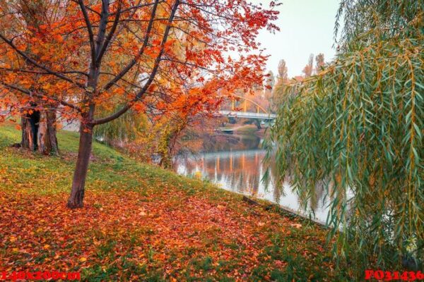 colorful autumn park. autumn trees with yellow leaves in the autumn park. belgorod. russia.