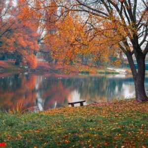 colorful autumn park. autumn trees with yellow leaves in the autumn park. belgorod. russia.