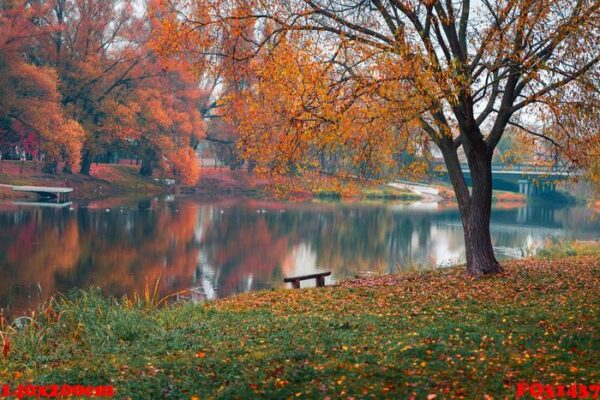 colorful autumn park. autumn trees with yellow leaves in the autumn park. belgorod. russia.