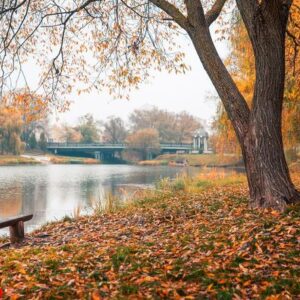 colorful autumn park. autumn trees with yellow leaves in the autumn park. belgorod. russia.